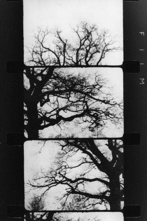 Finestra davanti ad un albero 1989 official movie poster