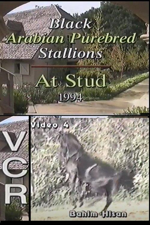 Black Arabian Purebred Stallions At Stud 1994 official movie poster