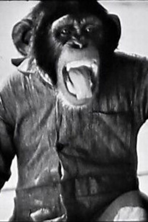 Chimp The Aviator 1945 official movie poster