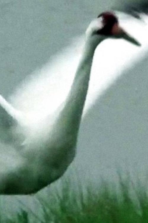 A Great White Bird 1976 official movie poster