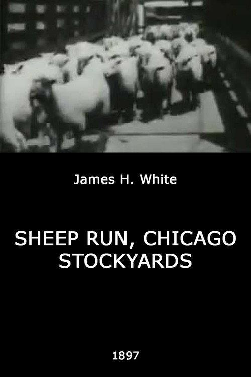 Sheep Run, Chicago Stockyards 1897 official movie poster