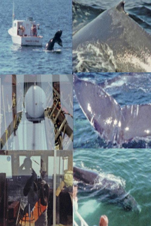 Whale Watch (2) 2022 official movie poster