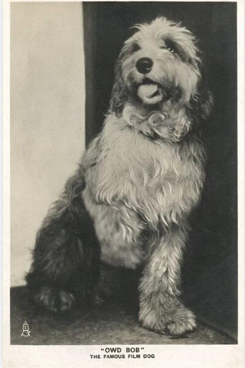 Owd Bob 1924 official movie poster