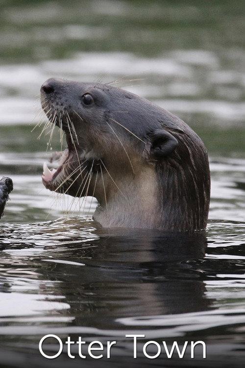 Otter Town 2016 official movie poster
