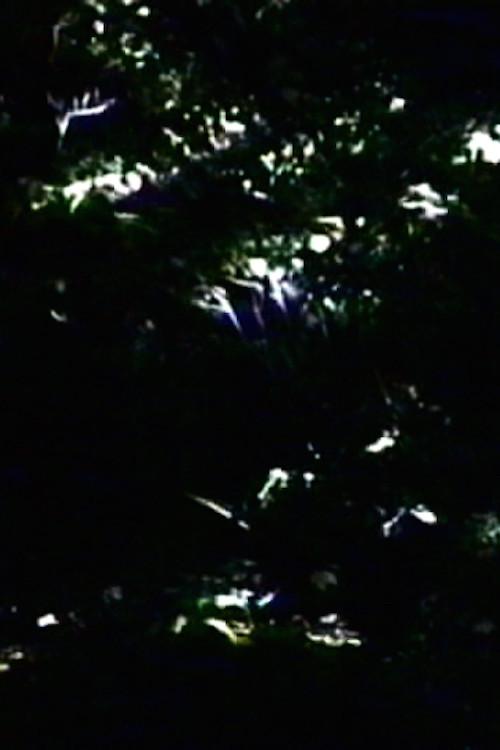 The Darkening 2000 official movie poster
