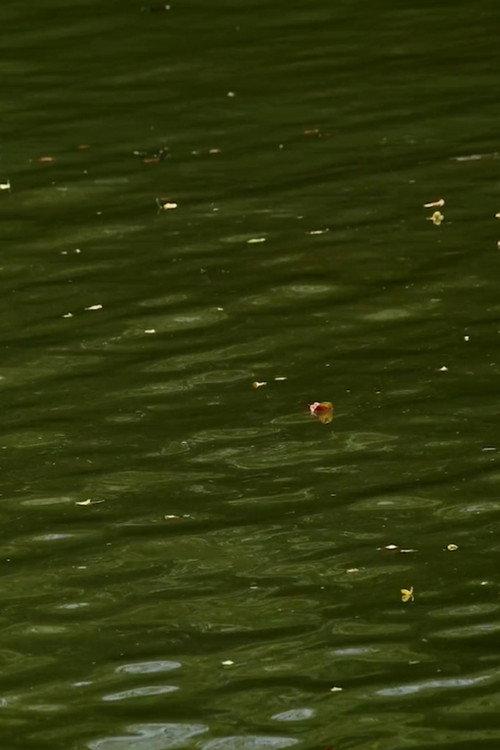Haikus 2: Waters 2025 official movie poster