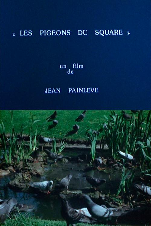Pigeons in the Square 1982 official movie poster
