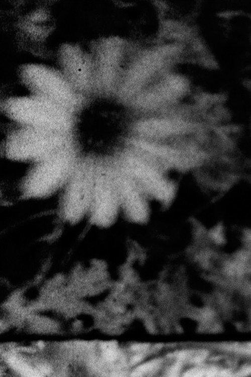 Petals and Feathers 2020 official movie poster