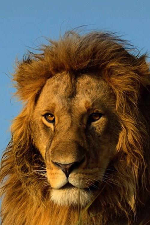 Serengeti 2023 official movie poster