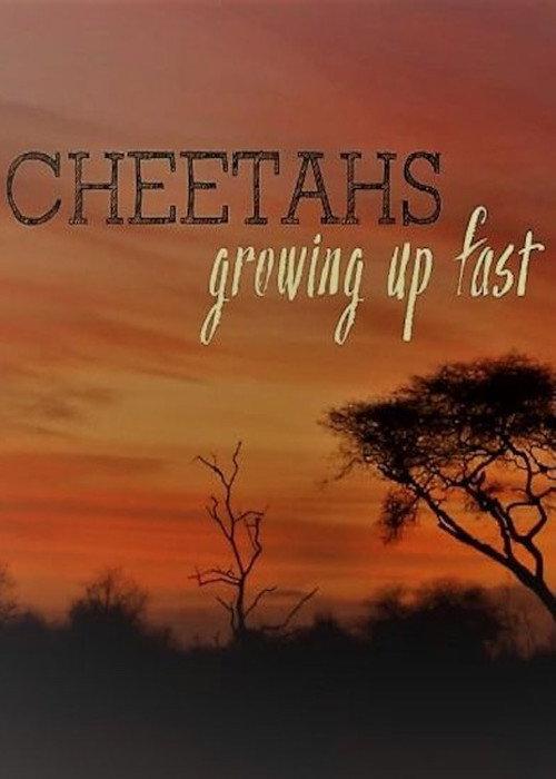 Cheetahs: Growing Up Fast 2017 official movie poster