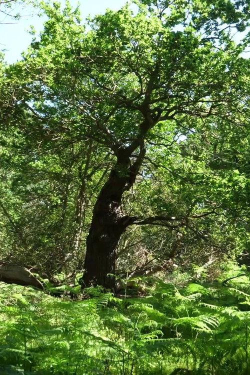 Arboreal 2021 official movie poster