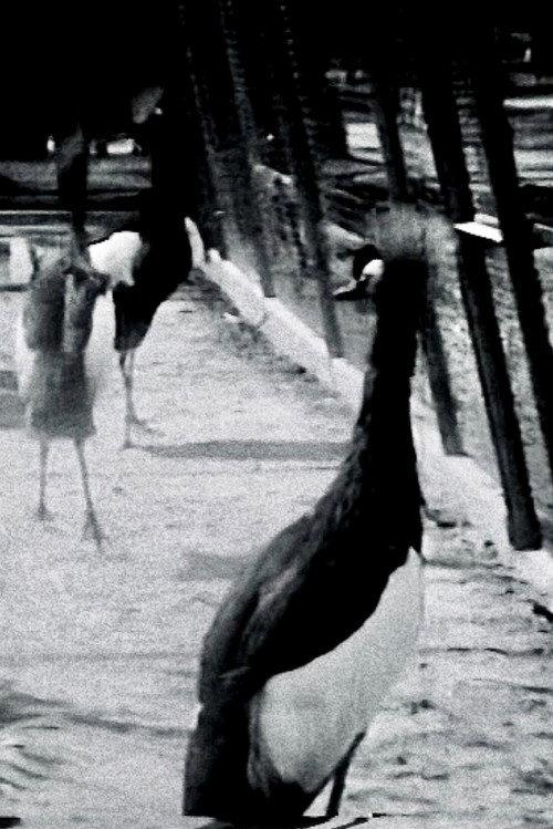 Ritm-Zoo 1956 official movie poster