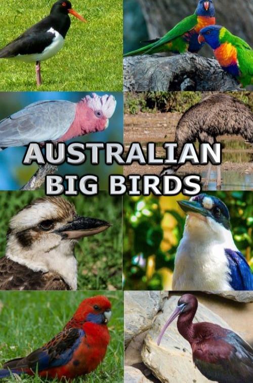Australian Big Birds 2021 official movie poster