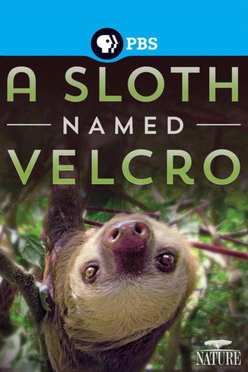 A Sloth Named Velcro 2014 official movie poster