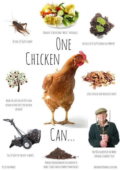 Permaculture Chickens  official movie poster