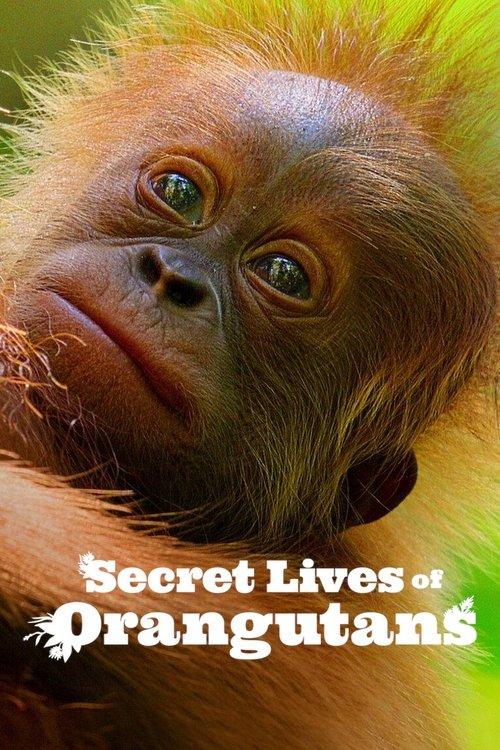 Secret Lives of Orangutans 2024 official movie poster