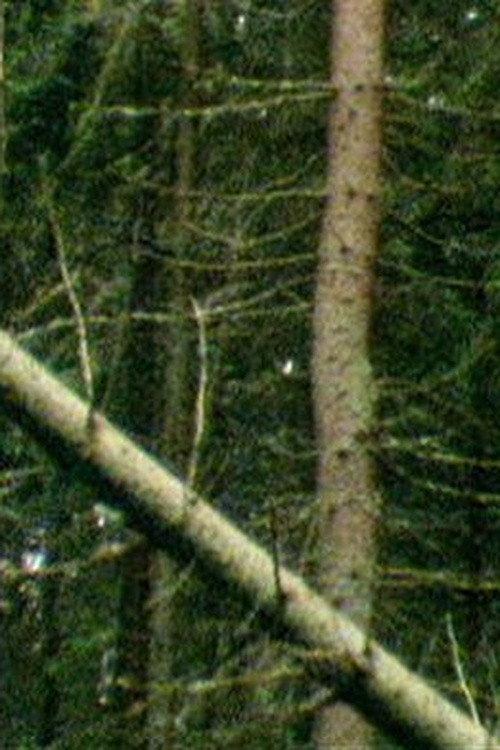 A Forest 2000 official movie poster