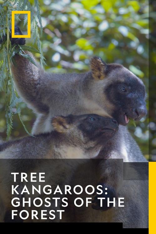 Tree Kangaroos: Ghosts of the Forest 2022 official movie poster