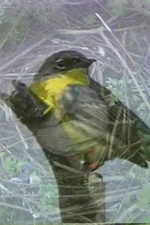 Why Not a Sparrow 2003 official movie poster