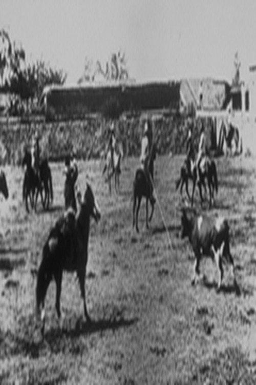 Lassage d'un boeuf sauvage 1896 official movie poster