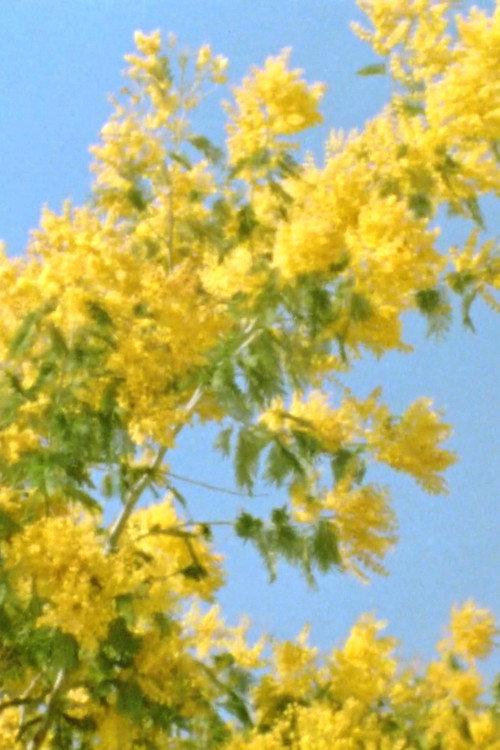 Mimosen im Wind 2017 official movie poster