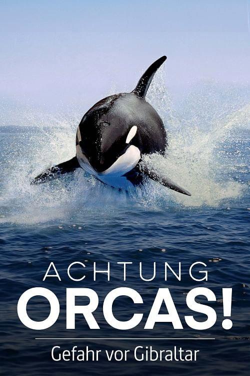 Watch Out for Orcas! Danger Off Gibraltar? 2024 official movie poster