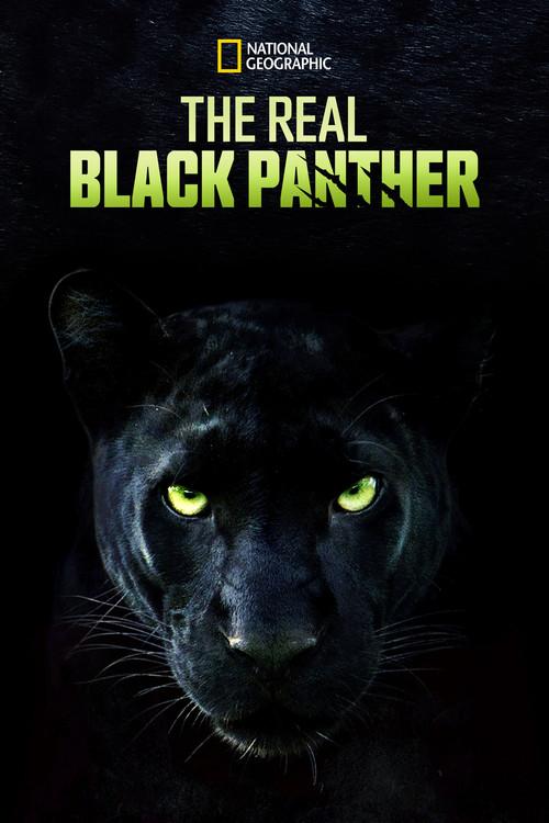 The Real Black Panther 2020 official movie poster