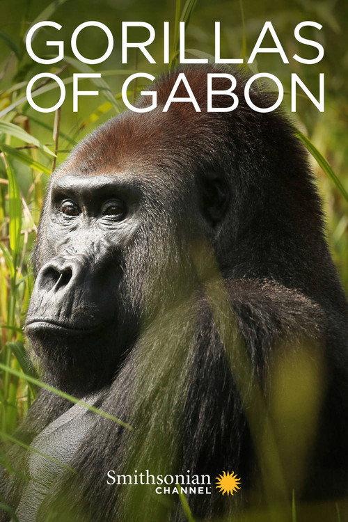 Gorillas of Gabon 2019 official movie poster