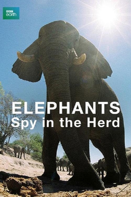 Elephants: Spy in the Herd 2003 official movie poster