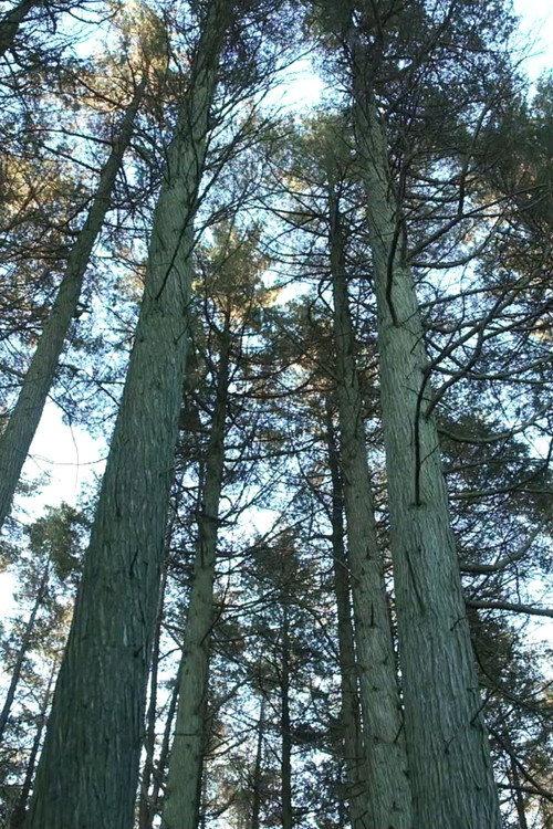 Keeping the Pinelands  official movie poster