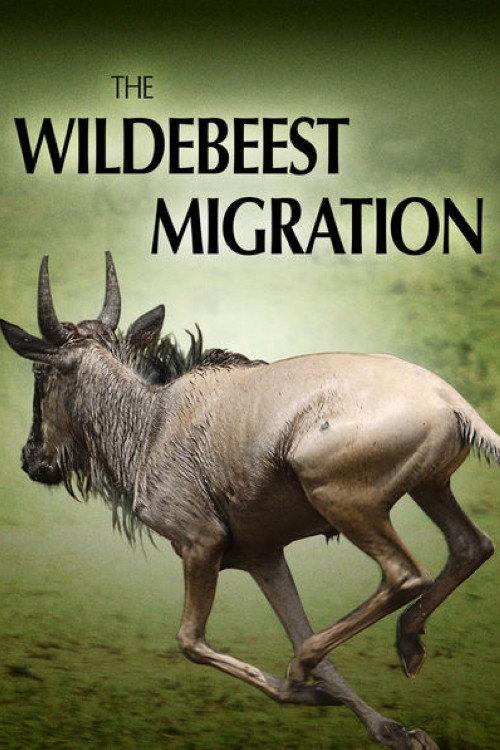 The Wildebeest Migration: Nature's Greatest Journey 2012 official movie poster