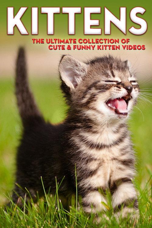 Kittens The Ultimate Collection of Cute & Funny Kitten Videos 2006 official movie poster