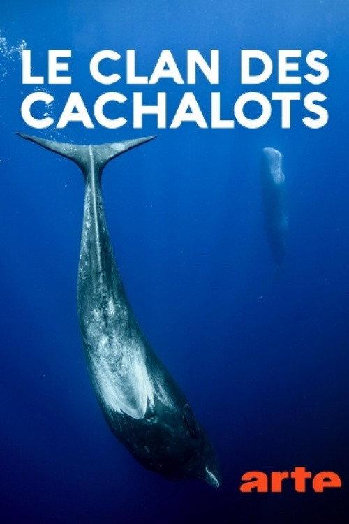 Le clan des cachalots 2019 official movie poster