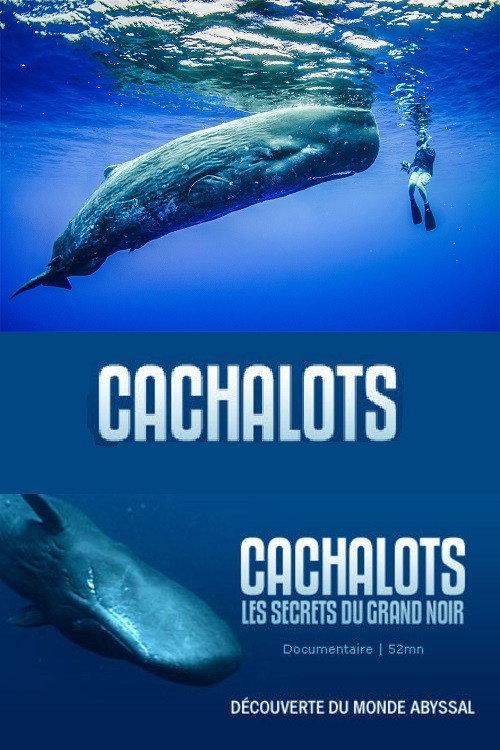 Cachalots, les Secrets du Grand Noir 2005 official movie poster