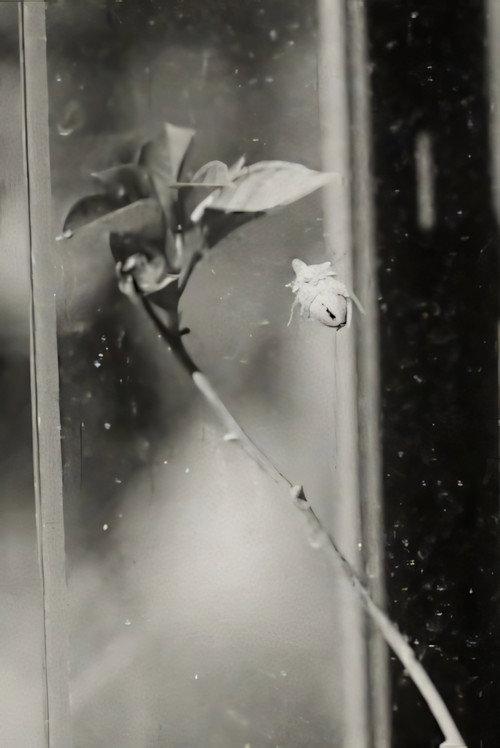 Glasshouse 1964 official movie poster