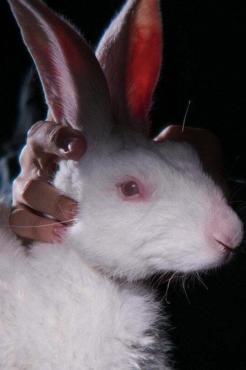 Rabbit 314 2023 official movie poster