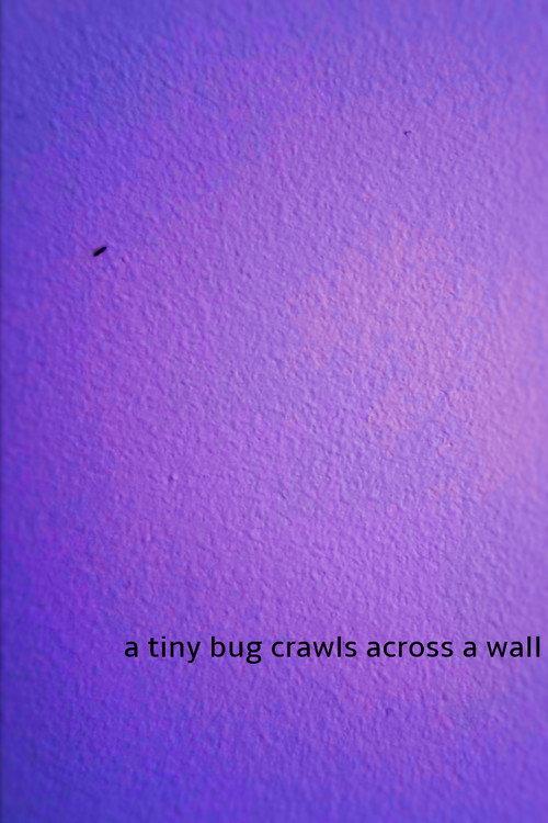 a tiny bug crawls across a wall 2024 official movie poster