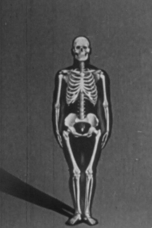 Human skeleton, structure and joints - Part I 1951 official movie poster