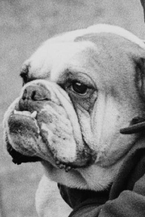 A Cat And Dog Life 1928 official movie poster