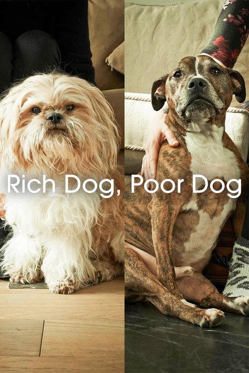 Rich Dog, Poor Dog 2017 official movie poster