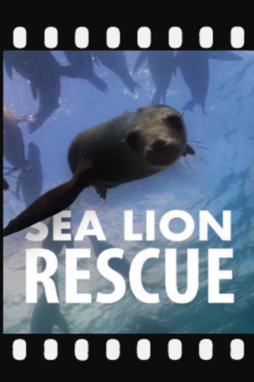 Sea Lion Rescue 2020 official movie poster