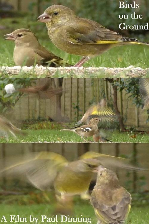 Birds on the Ground 2023 official movie poster