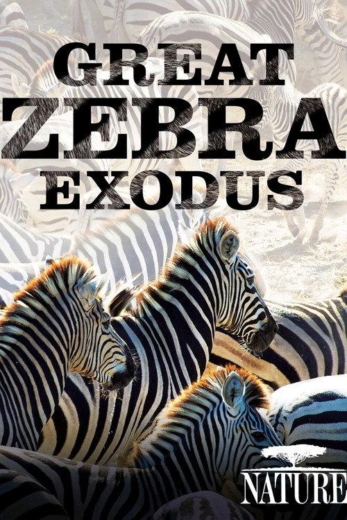 Nature: Great Zebra Exodus 2013 official movie poster