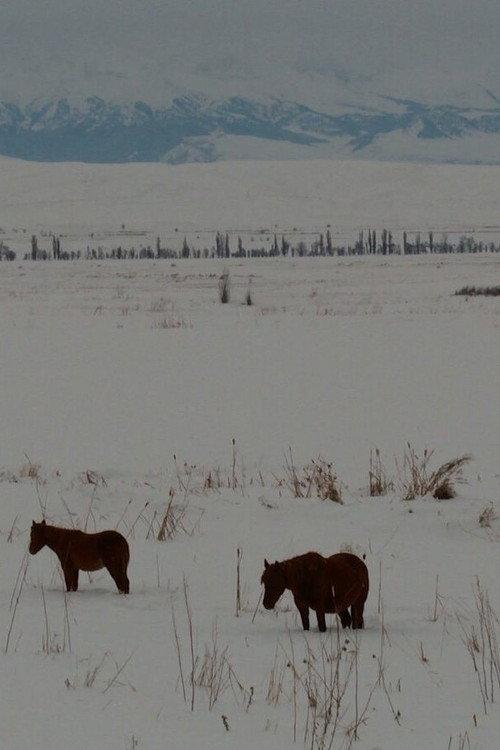 Neither on the Mountain, nor in the Field 2023 official movie poster
