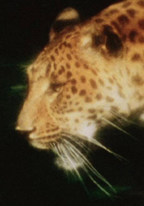 Leopard 2012 official movie poster