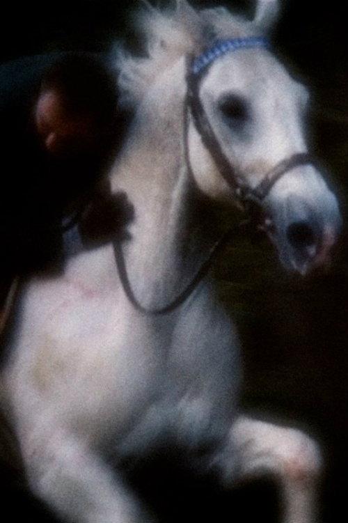 Horsey 2018 official movie poster