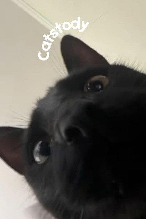 Catstody 2025 official movie poster