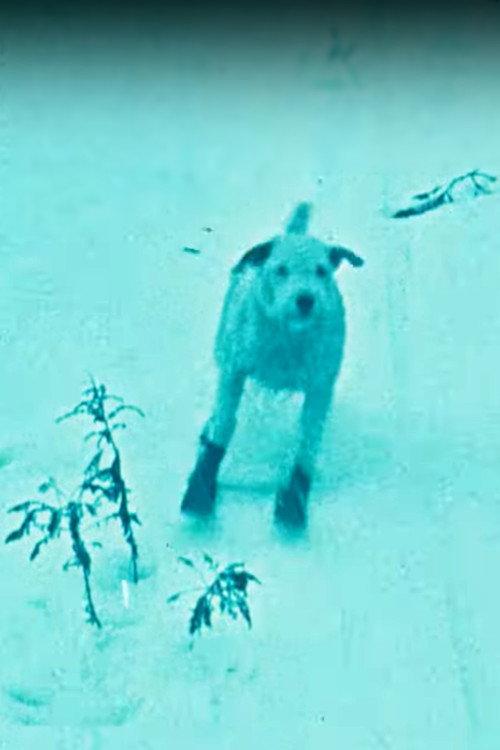 A Winter's Tale 1922 official movie poster