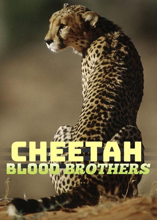 Cheetah Blood Brothers 2007 official movie poster