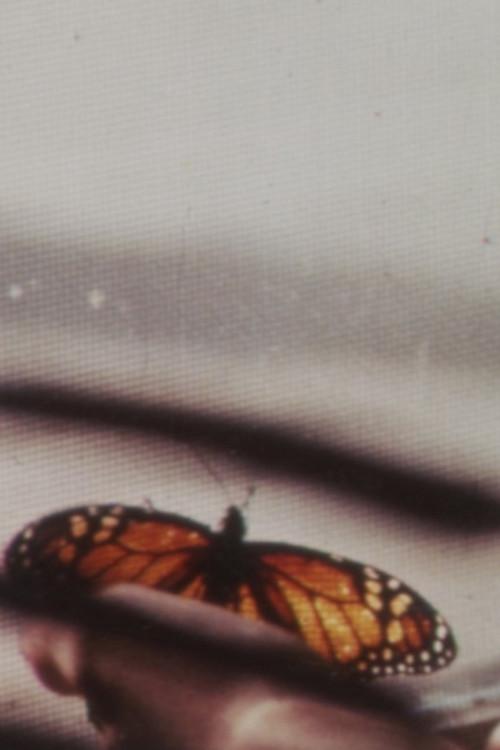 The Butterfly 1976 official movie poster
